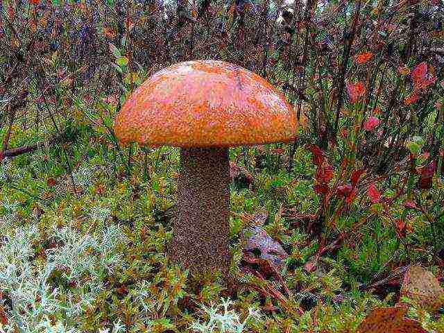 why boletus mushrooms cannot be grown on artificial