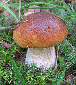 why boletus mushrooms cannot be grown on artificial