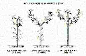 tomatoes that are not stepchildren how to grow in a greenhouse