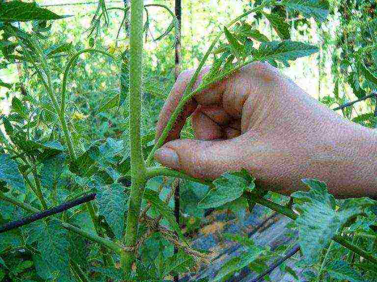 tomatoes that are not stepchildren how to grow in a greenhouse
