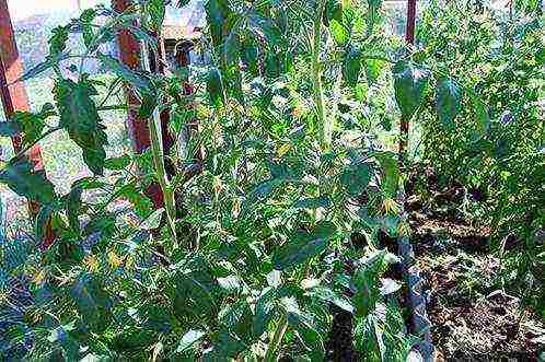 mga kamatis na hindi mga stepmother kung paano lumaki sa isang greenhouse