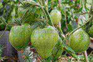 tomatoes that are not stepchildren how to grow in a greenhouse