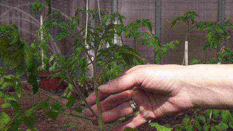 mga kamatis na hindi mga stepmother kung paano lumaki sa isang greenhouse