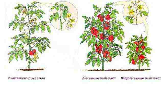 tomatoes that are not stepchildren how to grow in a greenhouse