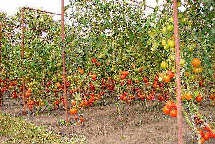 tomatoes planting and care in the open field in Ukraine