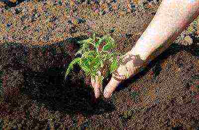 tomatoes planting and care in the open field in Ukraine