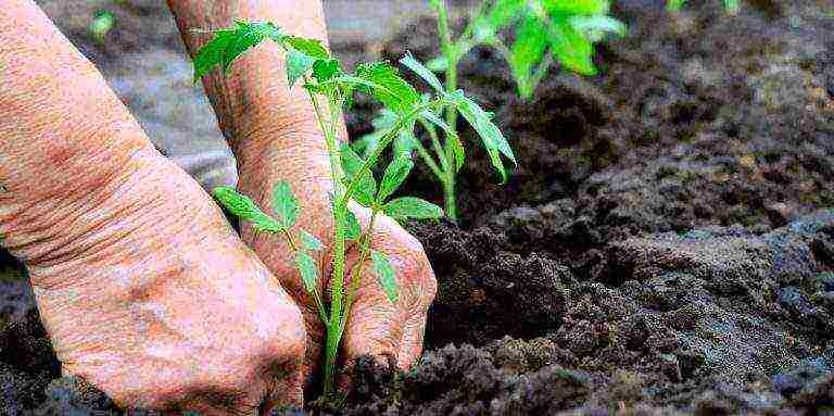 tomatoes planting and care in the open field in Ukraine