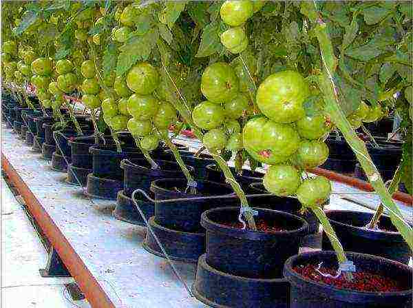 tomatoes planting and care in the open field in Ukraine