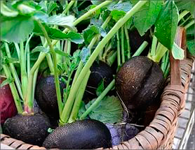 planting and caring for black radish in the open field