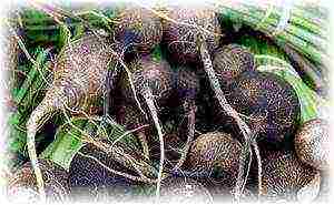 planting and caring for black radish in the open field