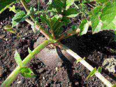 planting and caring for black radish in the open field