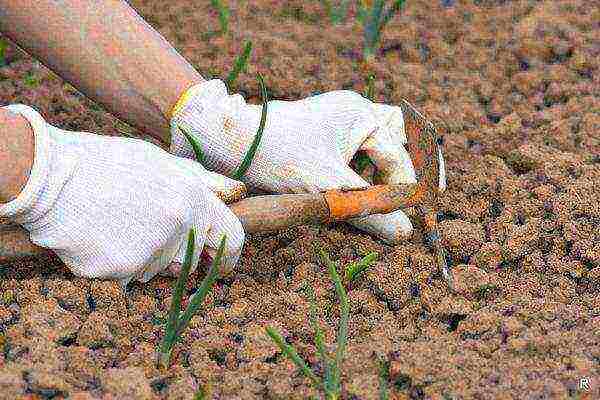 planting and caring for onion sets in the open field