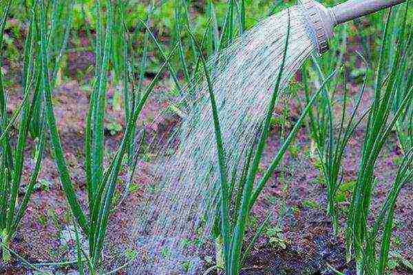 planting and caring for onion sets in the open field