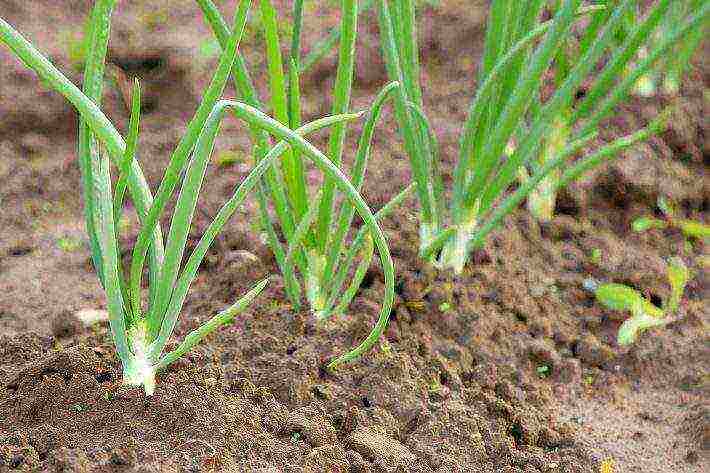 planting and caring for onion sets in the open field