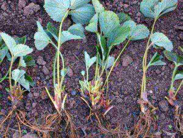 planting strawberries in spring in open ground, the distance between the bushes