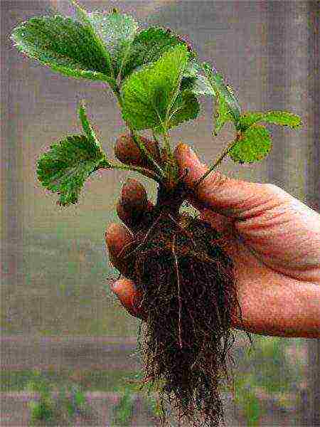 planting strawberries in spring in open ground, the distance between the bushes