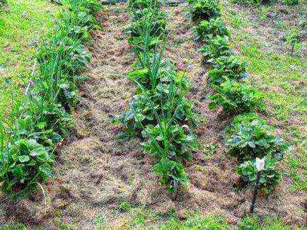 planting strawberries in spring in open ground, the distance between the bushes