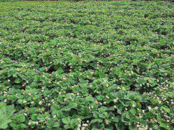 planting strawberries in spring in open ground, the distance between the bushes