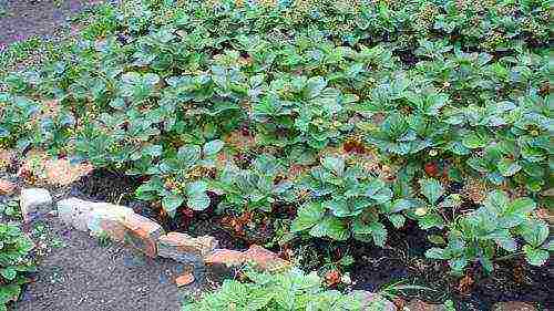 planting strawberries in spring in open ground, the distance between the bushes