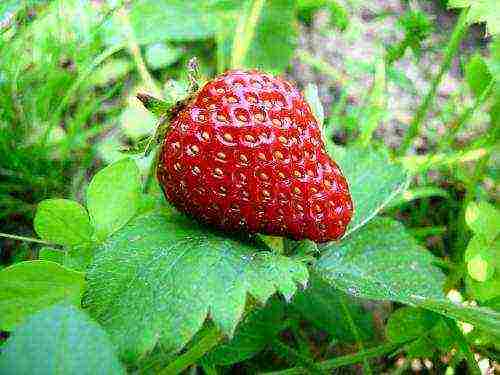 planting strawberries in spring in open ground, the distance between the bushes