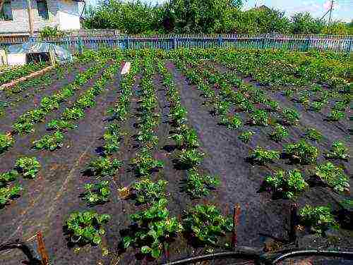 pagtatanim ng mga strawberry sa tagsibol sa bukas na lupa, ang distansya sa pagitan ng mga palumpong