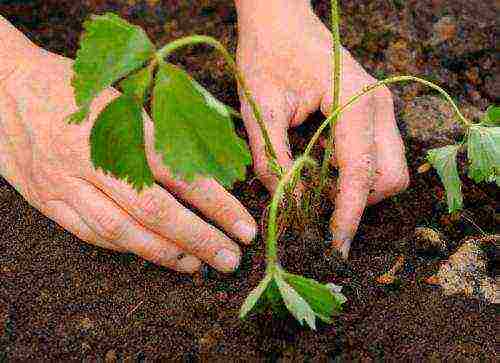 planting strawberries in spring in open ground, the distance between the bushes