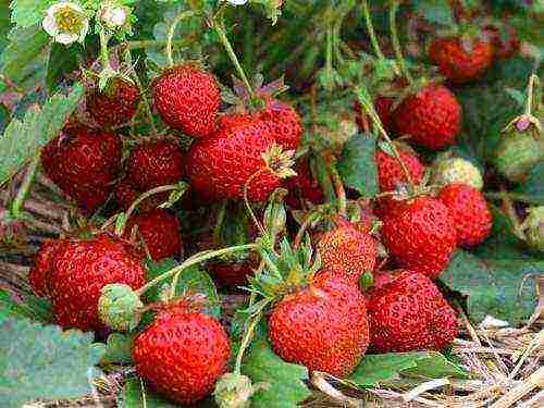 planting strawberries in spring in open ground, the distance between the bushes