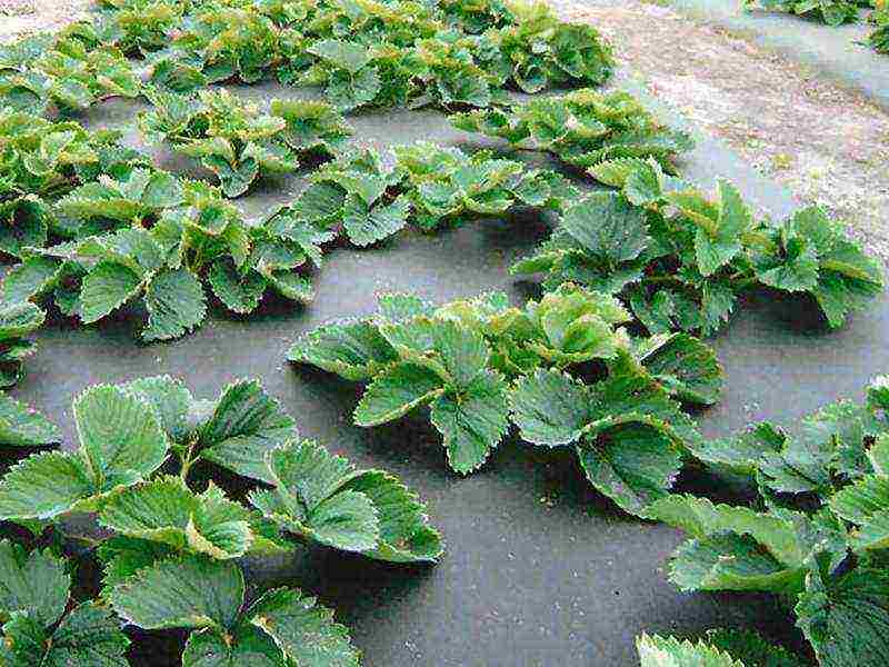 planting strawberries in spring in open ground, the distance between the bushes