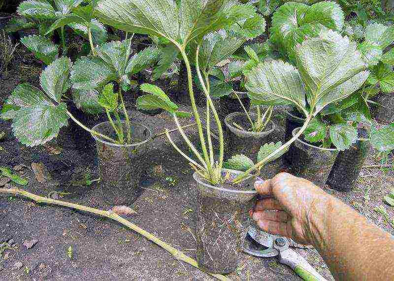 planting strawberries in spring in open ground, the distance between the bushes