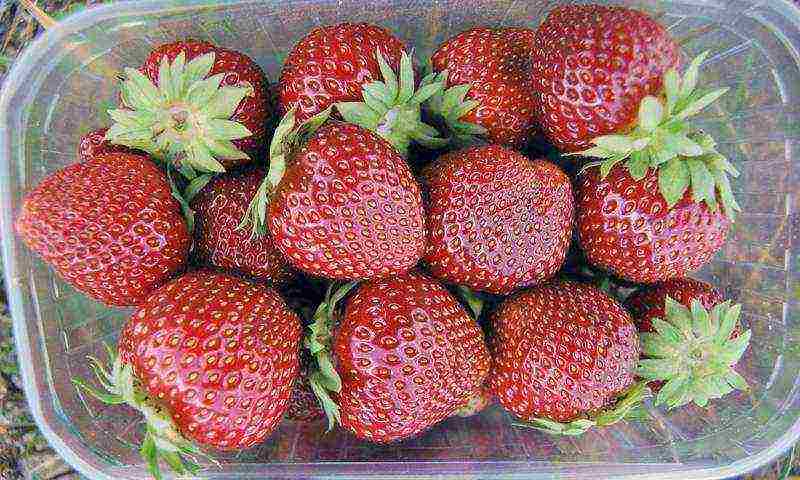 pagtatanim ng mga strawberry sa tagsibol sa bukas na lupa, ang distansya sa pagitan ng mga palumpong