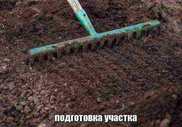 planting strawberries in spring in open ground, the distance between the bushes