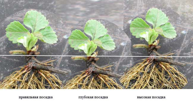 pagtatanim ng mga strawberry sa tagsibol sa bukas na lupa, ang distansya sa pagitan ng mga palumpong