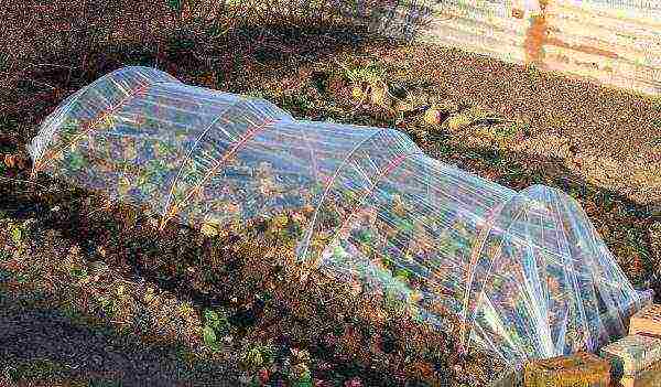 planting strawberries in spring in open ground, the distance between the bushes