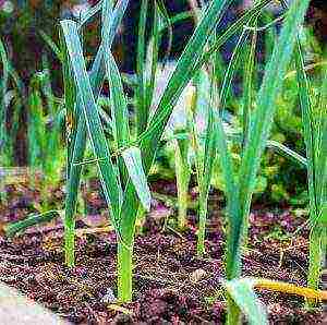 planting onions on greens before winter in open ground