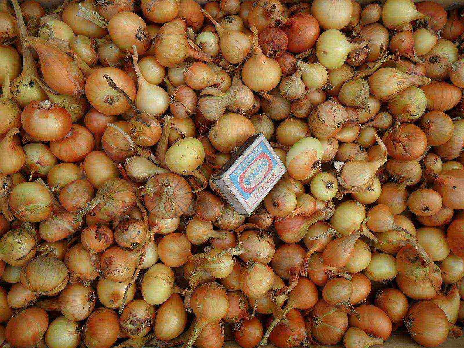 planting onions on greens before winter in open ground