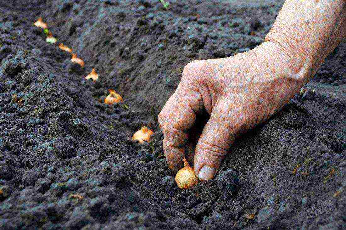 planting onions on greens before winter in open ground