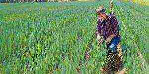 planting onions on greens before winter in open ground