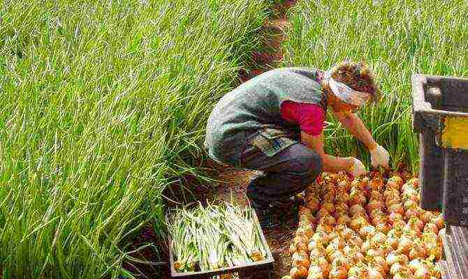 planting onions on greens before winter in open ground