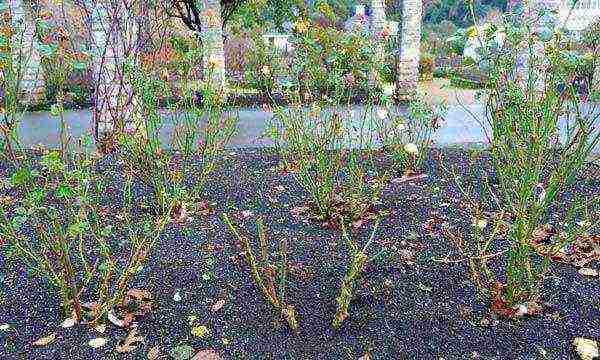 nagtatanim ng mga rosas sa taglagas na may bukas na root system sa mga suburb