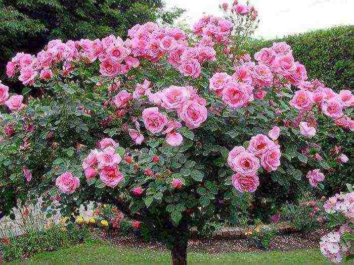 nagtatanim ng mga rosas sa taglagas na may bukas na root system sa mga suburb