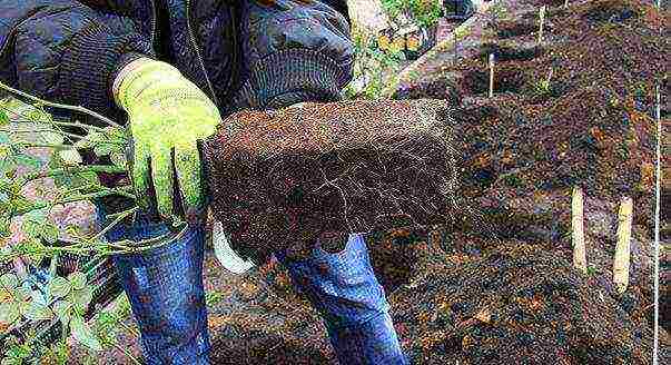 planting roses in the fall with an open root system in the suburbs