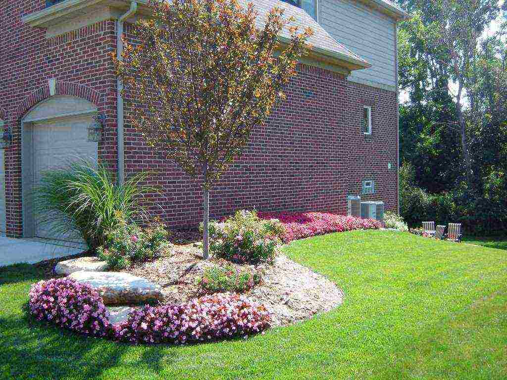 planting roses in the fall with an open root system in the suburbs