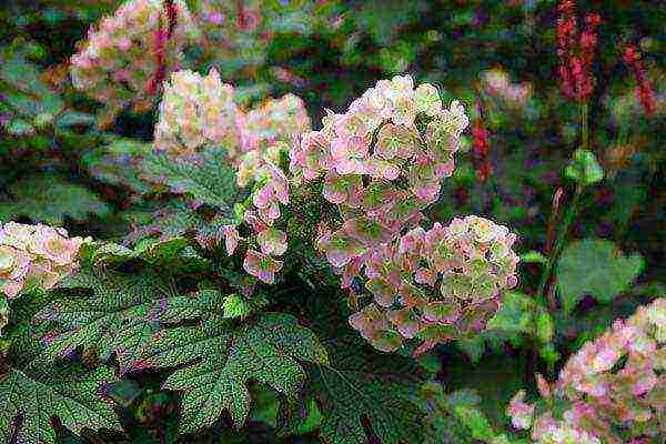 pagtatanim ng mga binhi hydrangea hardin pagtatanim at panlabas na pangangalaga