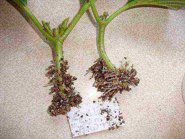 sadnja sjemena hortenzija vrt sadnja i njega na otvorenom
