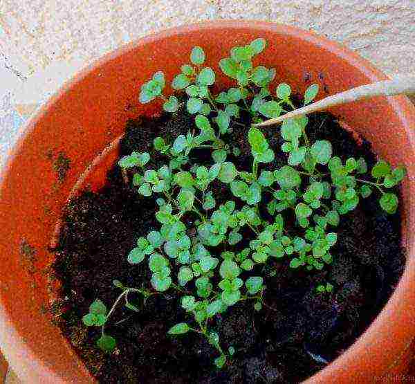 planting seeds hydrangea garden planting and outdoor care