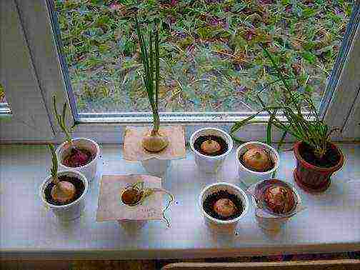 a project on how to grow green onions for grade 3