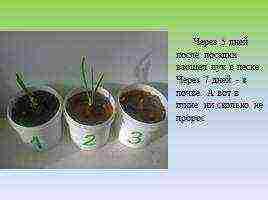 a project on how to grow green onions for grade 3