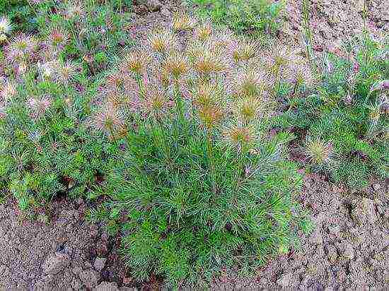 lumbago from seeds, planting and care in the open field