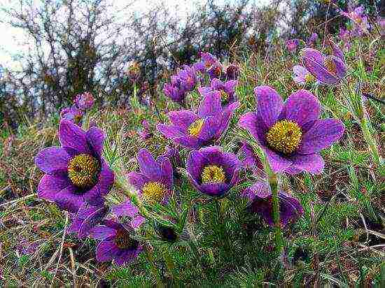 lumbago from seeds, planting and care in the open field