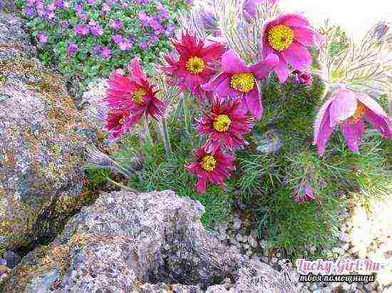 lumbago from seeds, planting and care in the open field